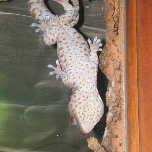 Tokay Gecko on glass