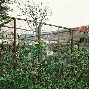 African Grey Parrot aviary 16th April 2004