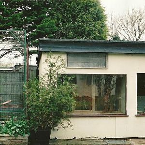 Grand Eclectus on right, maybe Capuchins on left 16th April 2004