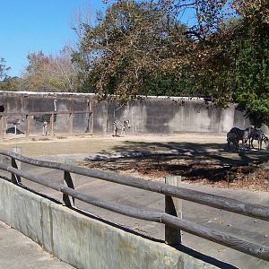 Ostrich and Grant's Zebra Exhibit 11,12