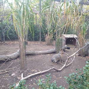 Patagonian Cavy exhibit