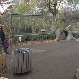 Patagonian Cavy exhibit