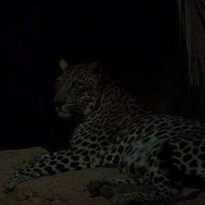 Arabian Leopard, December 2011.