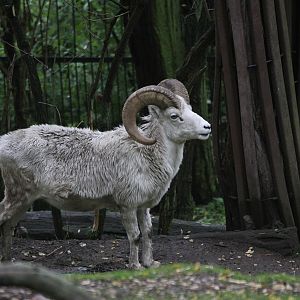 Dall's Sheep (Ovis dalli)