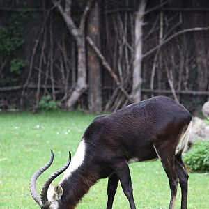 Nile Lechwe (Kobus megaceros)