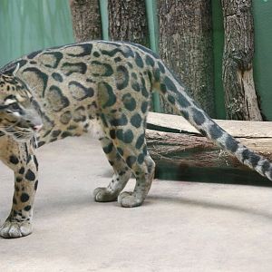Indochinese Clouded Leopard (Neofelis nebulosa)