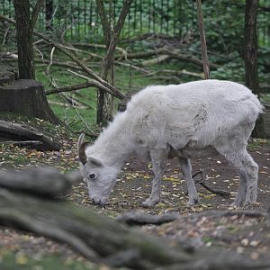 Dall's Sheep (Ovis dalli) female