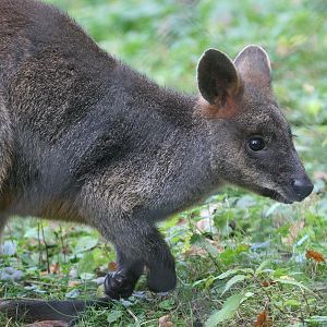 Swamp Wallaby (Wallabia bicolor bicolor)