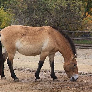 Przewalski's Horse (Equus przewalskii)