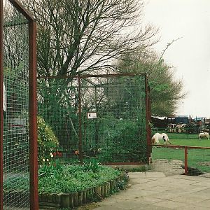 Owl aviaries and paddocks 16th April 2004
