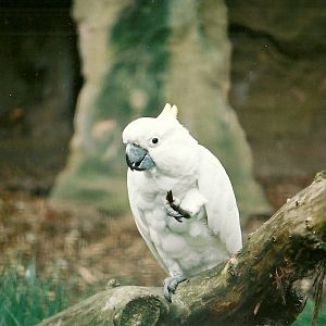 Lesser Sulphur-crested Cockatoo 16th April 2004