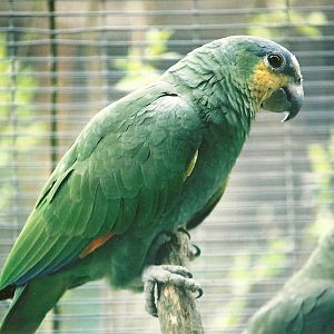 Orange-winged Amazon 16th April 2004