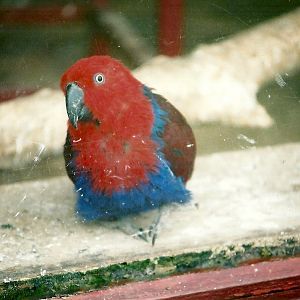 Grand Eclectus hen looking through window 16th April 2004