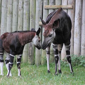 Okapi
