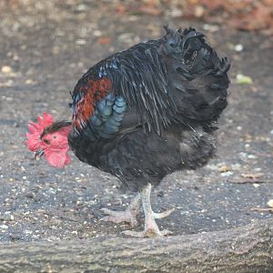 Transylvanian Naked-neck Chicken