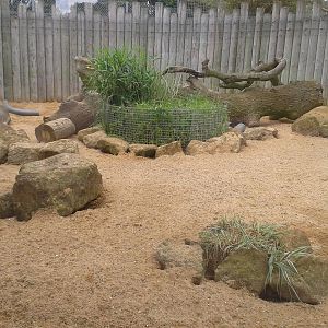 yellow mongoose enclosure