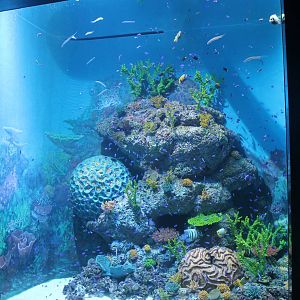 S.E.A. Aquarium - Bay of Bengal and Laccadive Sea