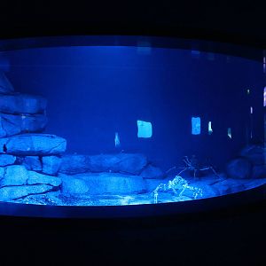 S.E.A. Aquarium - Ocean Journey