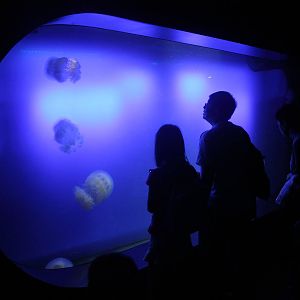 S.E.A. Aquarium - Ocean Journey