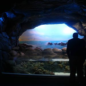 S.E.A. Aquarium - Arabian Gulf and Arabian Sea