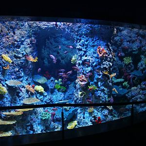 S.E.A. Aquarium - Arabian Gulf and Arabian Sea