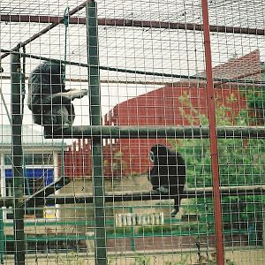 Gibbon cage 16th April 2004
