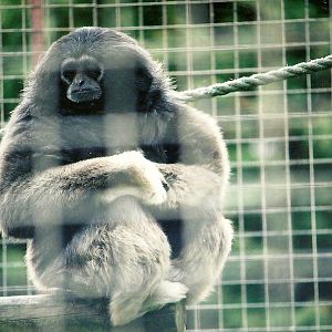 Hybrid Gibbon 16th April 2004