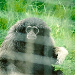 Hybrid Gibbon 16th April 2004