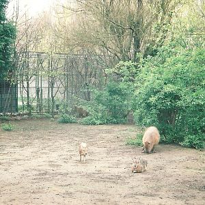 South American paddock 16th April 2004