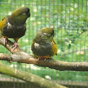 Lesser Patagonian Conures 16th April 2004