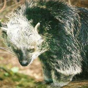 Binturong 16th April 2004