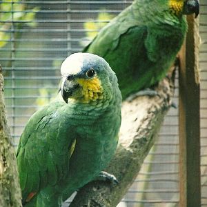 Orange-winged Amazons 16th April 2004