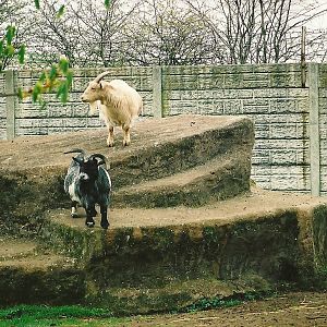 Goat rock 16th April 2004