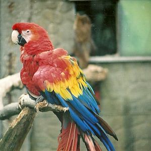 Scarlet Macaw 16th April 2004