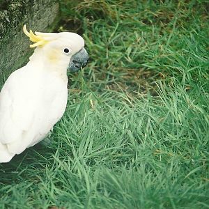 Lesser Sulphur-crested Cockatoo 16th April 2004