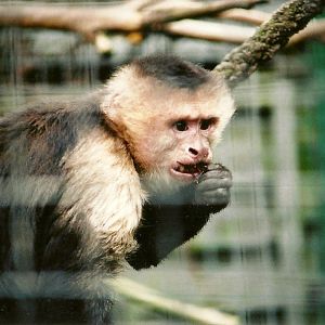 White-throated Capuchin 16th April 2004