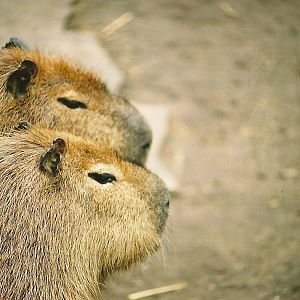 Capybaras 16th April 2004