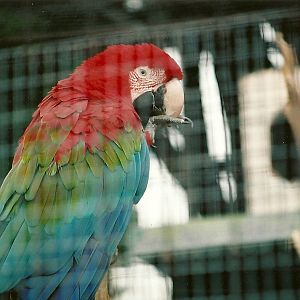 Green-winged Macaw 16th April 2004