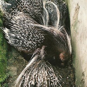 African Crested Porcupines 16th April 2004