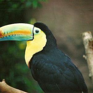 Keel-billed or Sulphur-breasted Toucan 16th April 2004