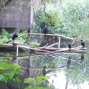 cormorant pool