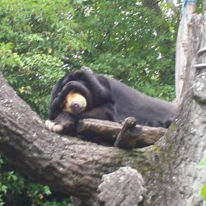 malayan sun bear