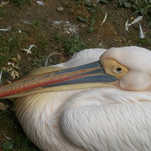 pelican close ups