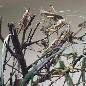 locusts exhibit