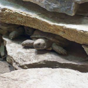 tortoises