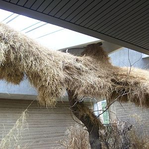 etosha house-weavers nest