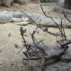 etosha house-socialable weavers