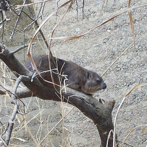 etosha house rock hyrax