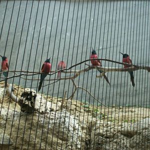 etosha house-bee eaters