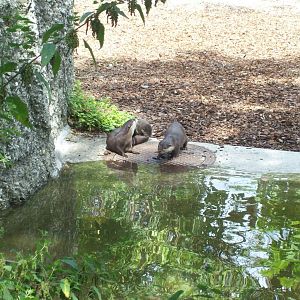sautergarten-oriental short clawed otter